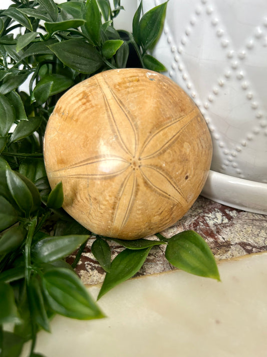 Sand Dollar