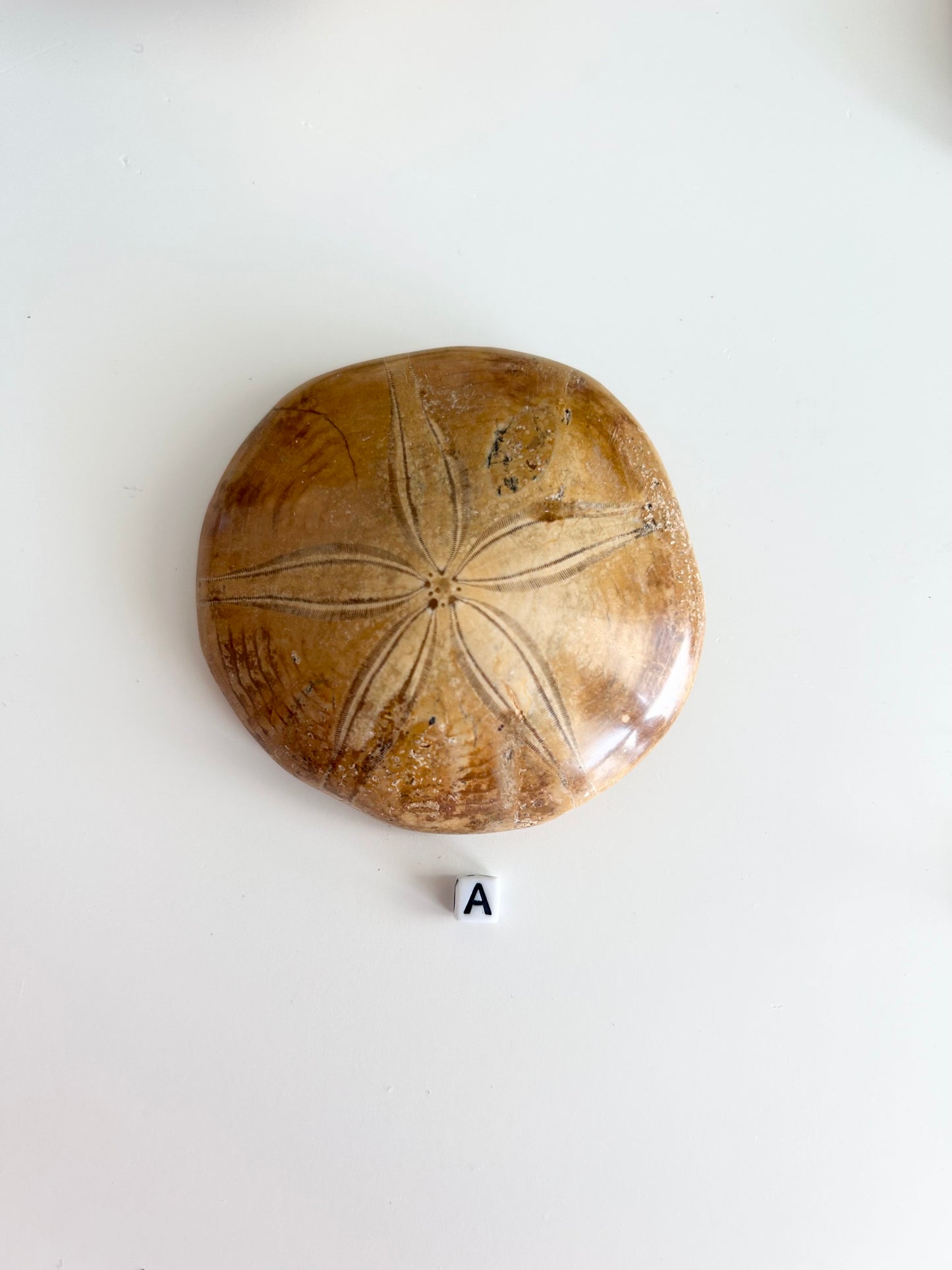 Sand Dollar