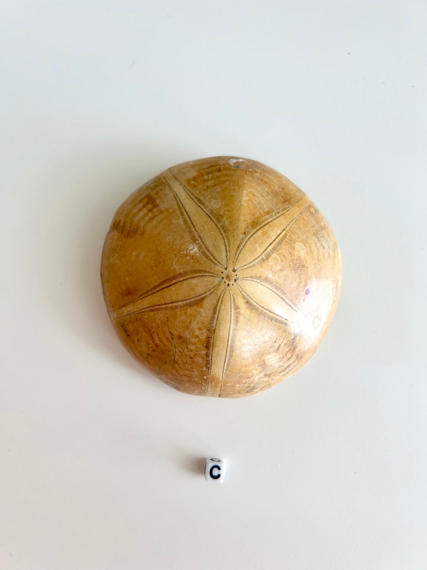 Sand Dollar