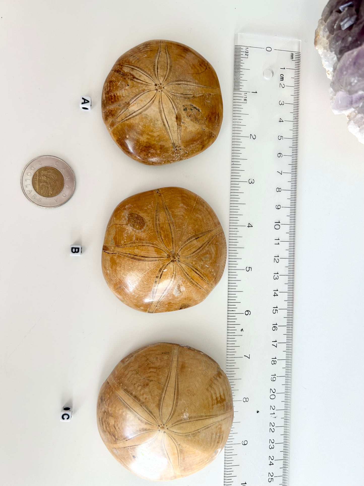 Sand Dollar