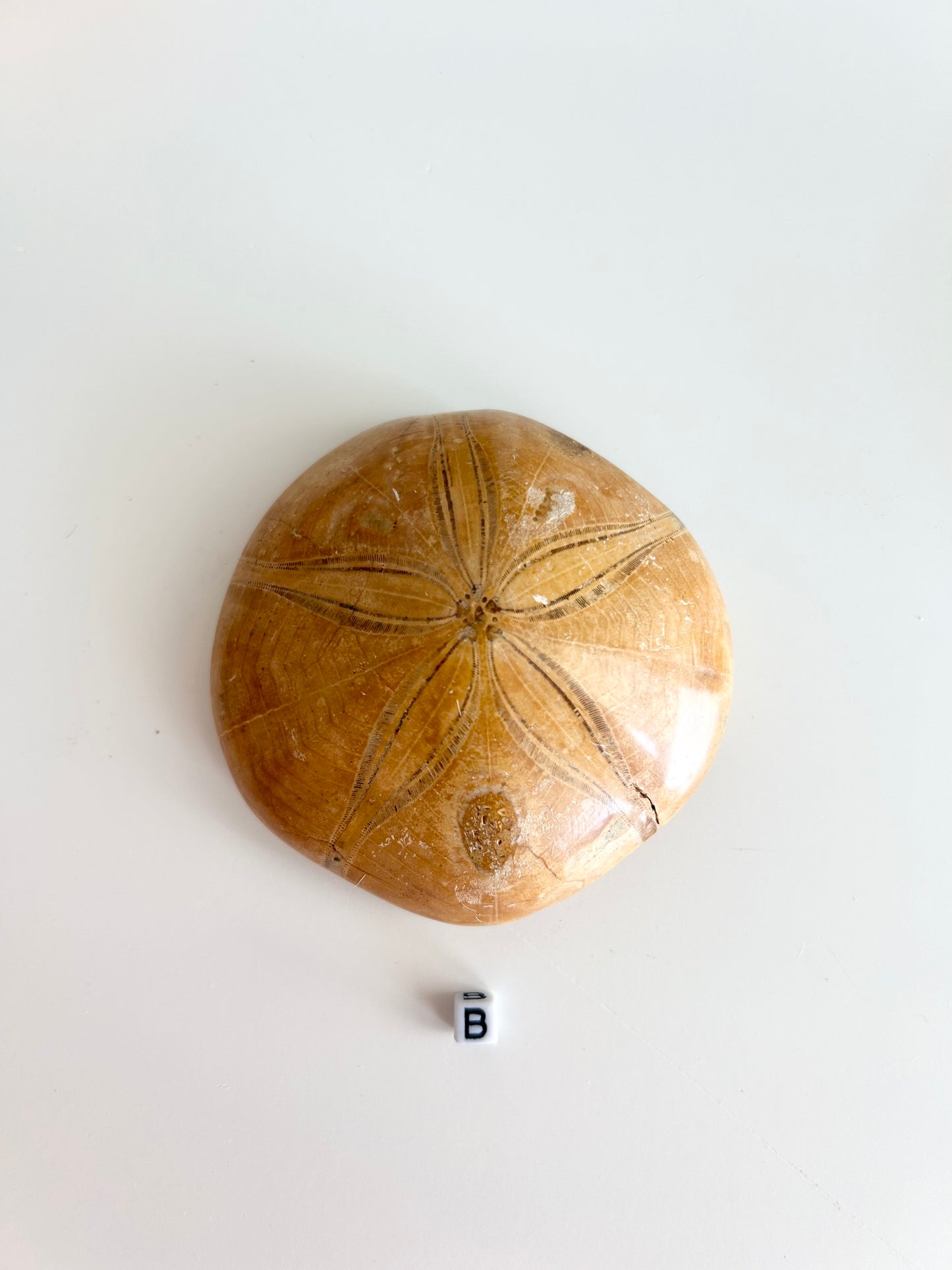 Sand Dollar