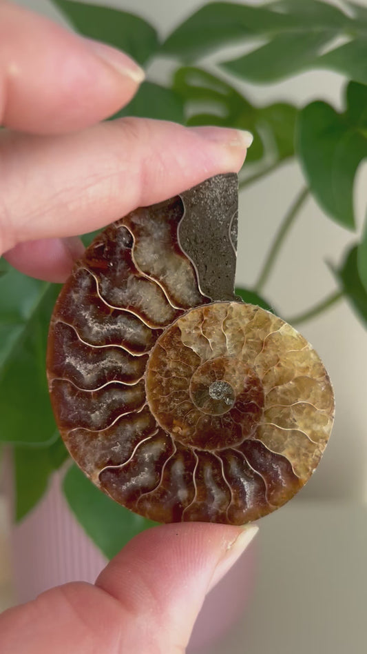 Medium Ammonite Pairs