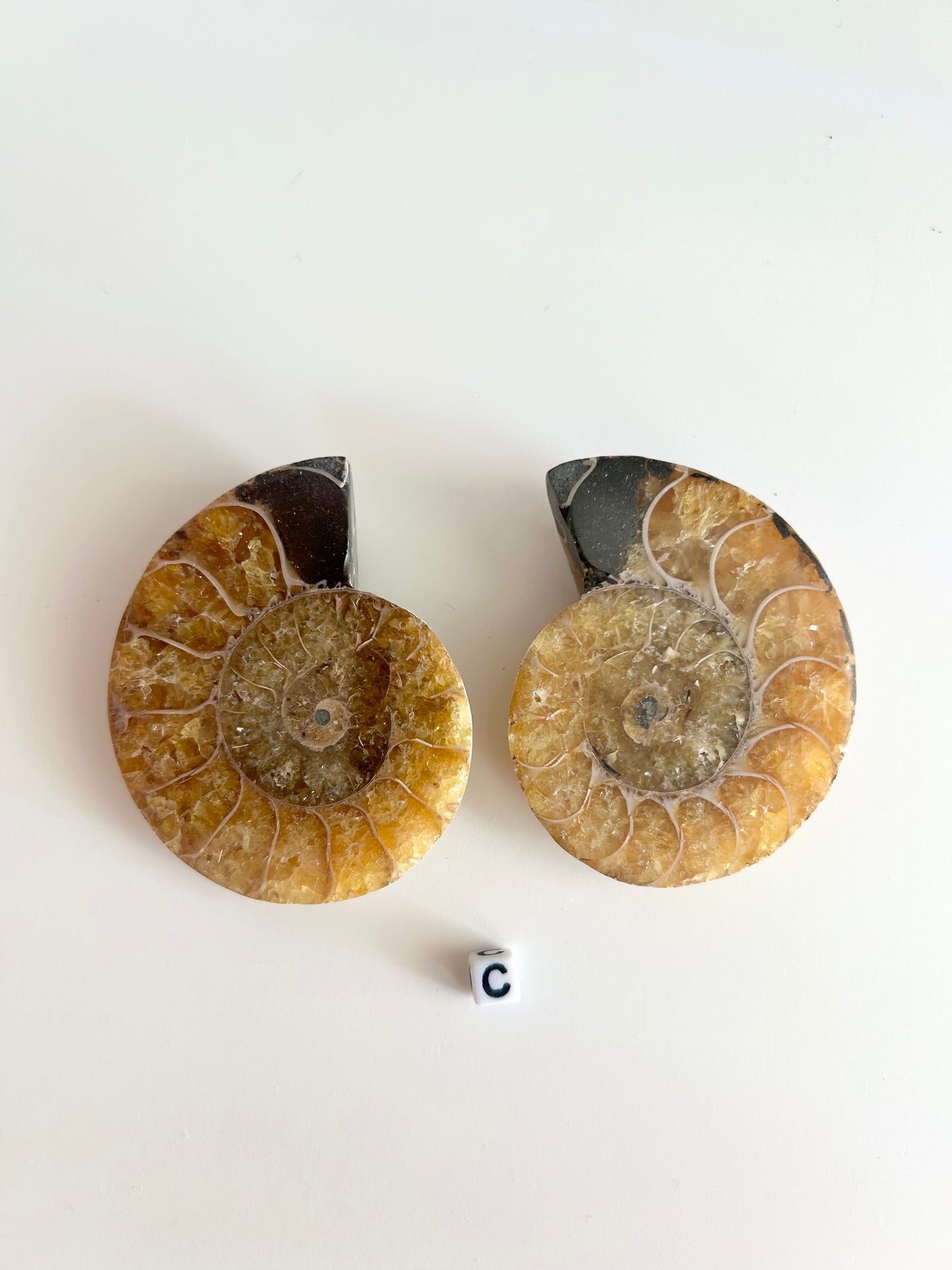Medium Ammonite Pairs