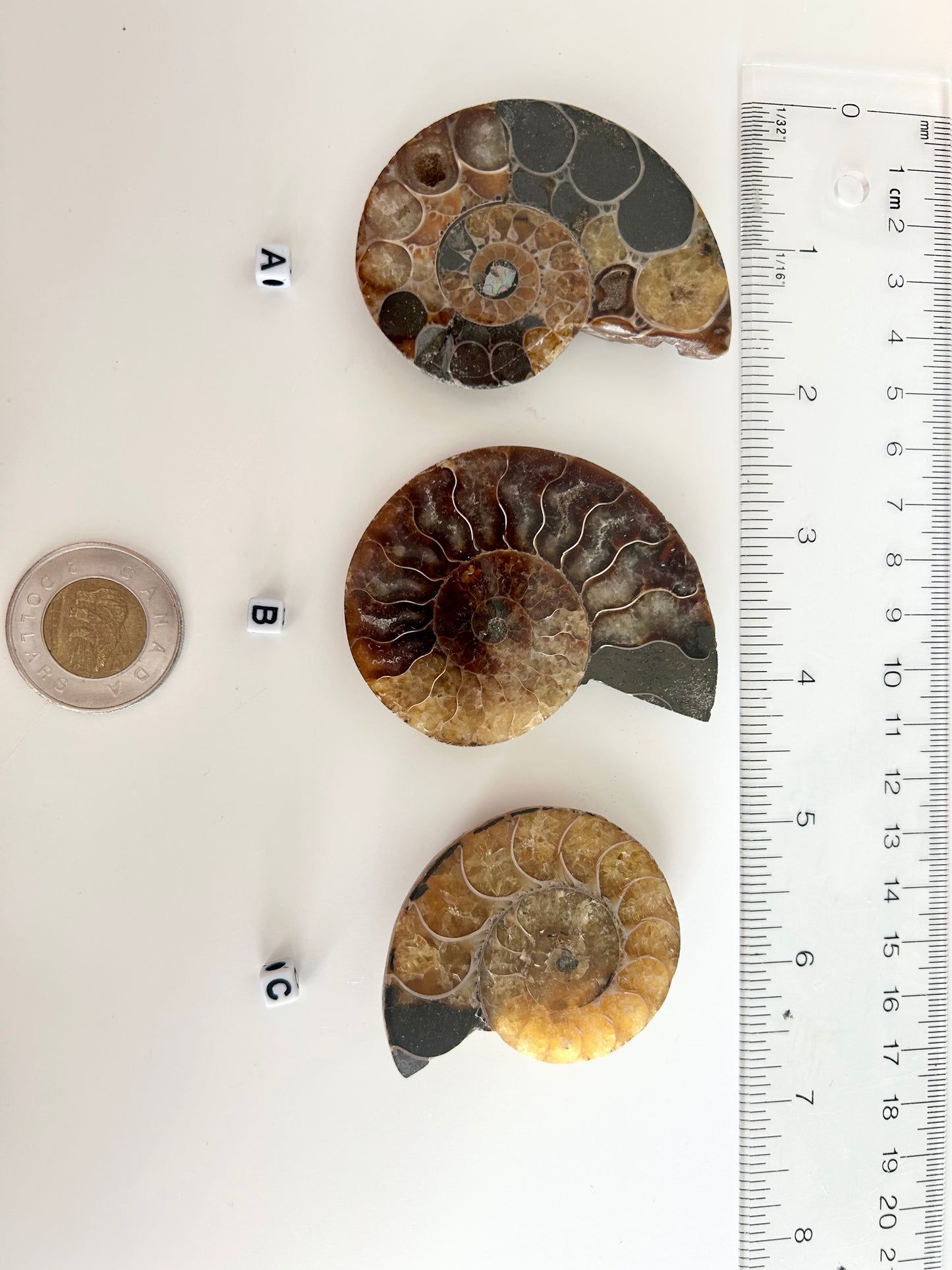 Medium Ammonite Pairs