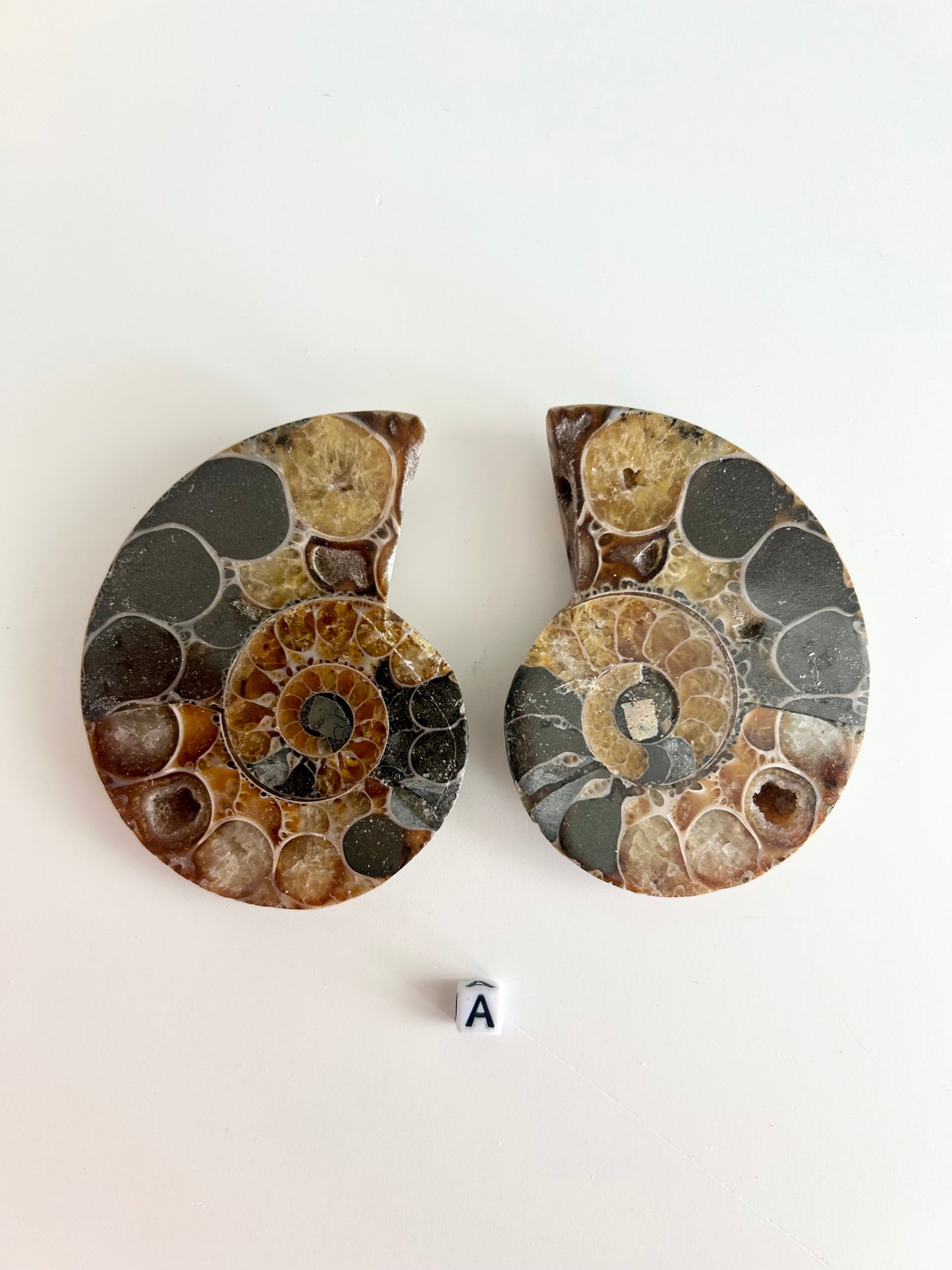 Medium Ammonite Pairs