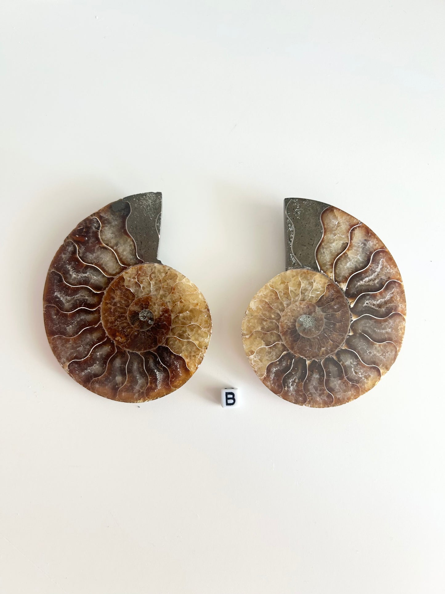 Medium Ammonite Pairs